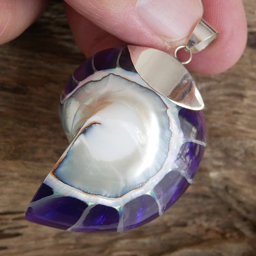 Large purple nautilus shell - purple,