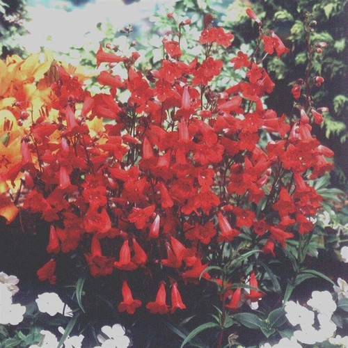 Beardtongues penstemon - beardtongues,