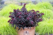 Euphorbia x martini 'Miners Merlot' - Hardy Perennial potted in 3 Litre Pot