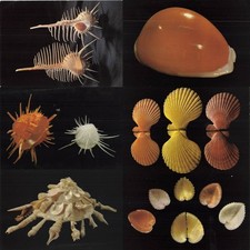 Set of 6 Vintage Jersey Shell