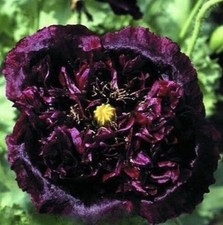 Black Peony Poppy x 8 PLUG