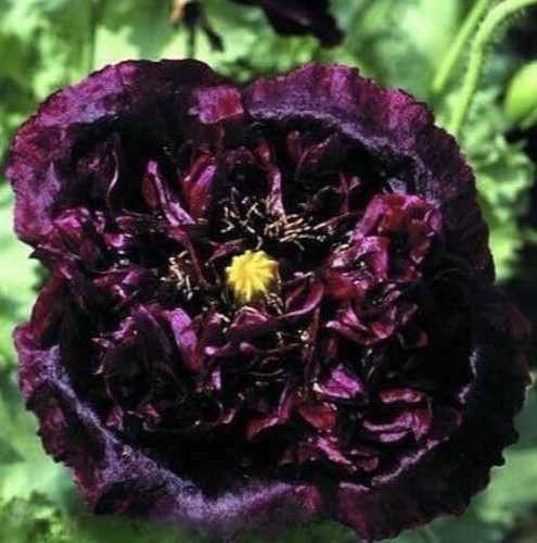 Black peony poppy plug - peony,