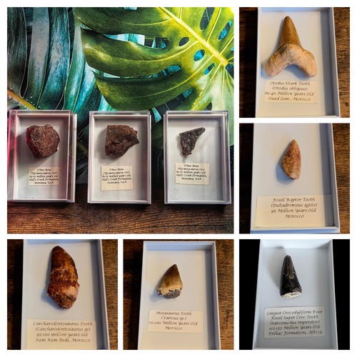 Real fossil display box - real, in