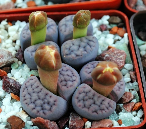 Lithops schwantesii rugosa - lithops,