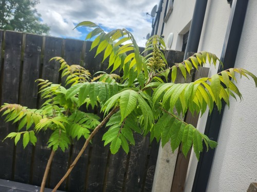 Roots rhus staghorn sumac - roots,