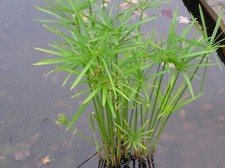 Cyperus alternifolius - x,