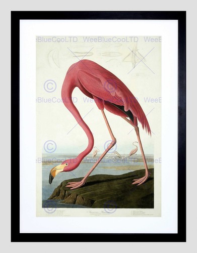 Audubon american flamingo - audubon,