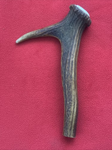 One piece red deer - of, antler
