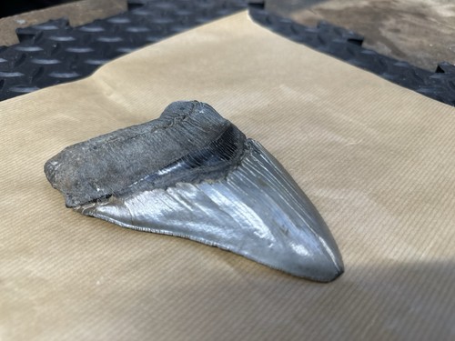 Large fossilised shark tooth - large,