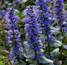 10x Ajuga - reptans