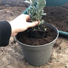 Recyclable Taupe-Grey 3Ltr