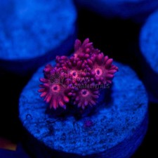 🌸🔮Fairy Nightmare Goni