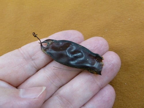 Small catshark egg - small,