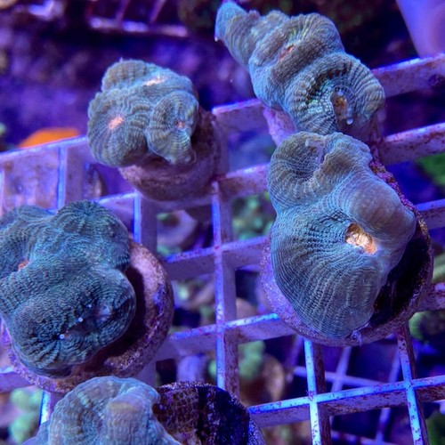 Rambo favia coral - rambo, 1")