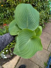 Hosta Sum and Substance in 2 L