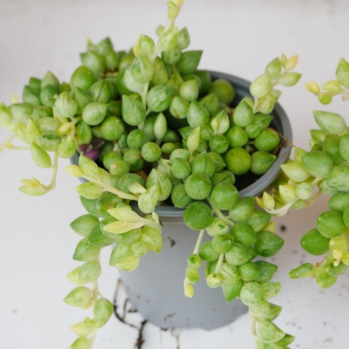 Variegated string tears 9cm - of,
