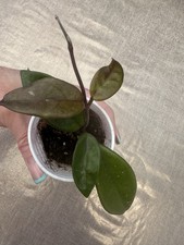 Hoya Carnosa Baby Plant