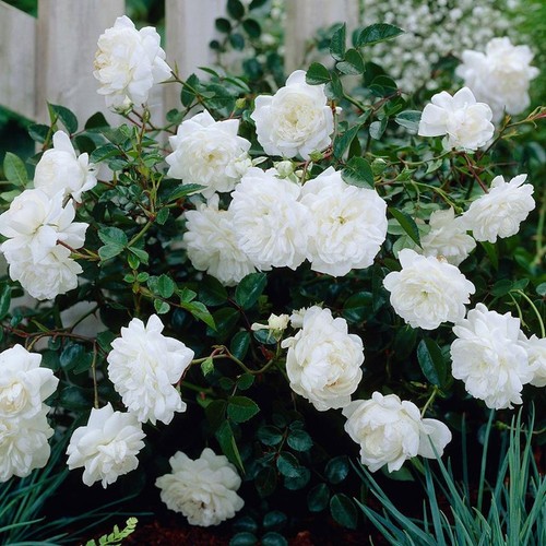 Rose white fairy 1 - a, litre