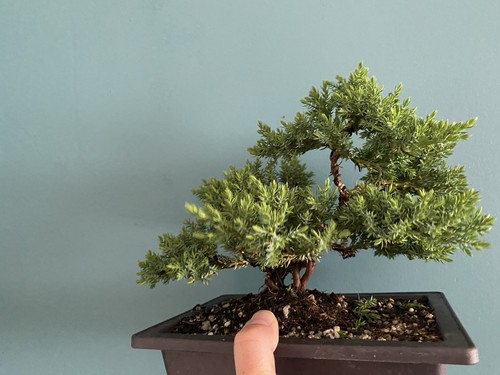 Juniper bonsai starter tree - bonsai,