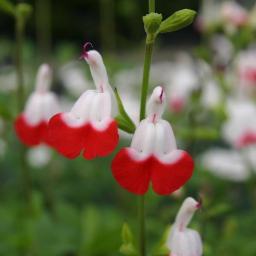 Salvia plug plants hot lips - salvia,