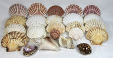 24 Decorative Sea Shells, Large Scallops, Tiger Cowrie, Foxhead & Common Whelk.