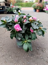 Light Pink Azalea Shrub | Evergreen Shrub | colourful plants | 12 cm pot |