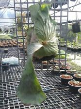 Staghorn Fern Platycerium