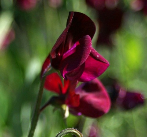 Sweet pea heirloom black - 10,