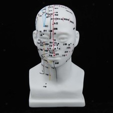 Head Acupuncture Model Head