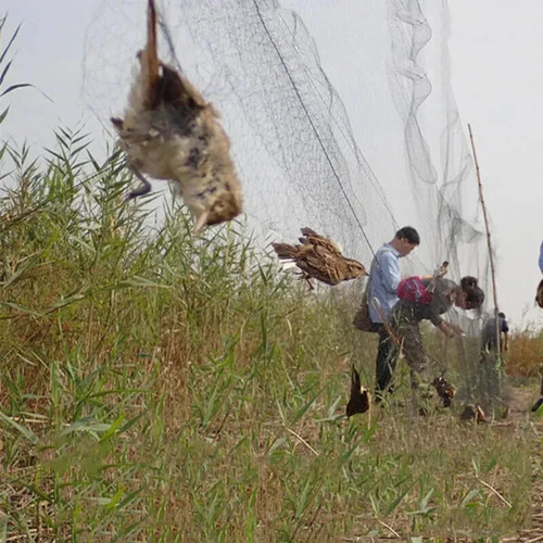 Anti bird catcher netting - anti, pond