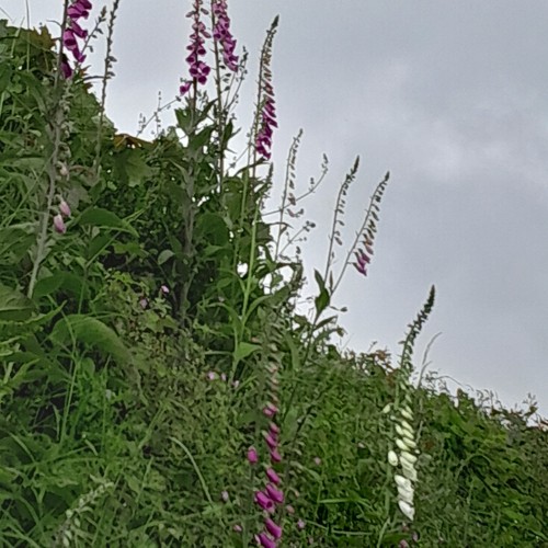 Med foxglove plants very - med,