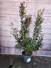 Callistemon Citrinus Red