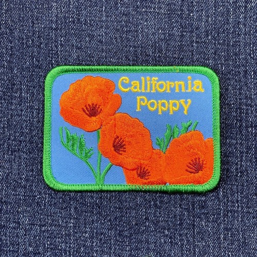 California poppy patch - poppy,