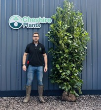 Cherry Laurel 210-240cm XXL