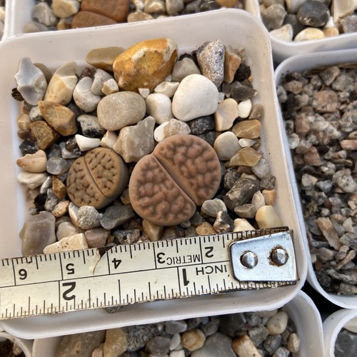 Lithops living stones pcs - living, x2