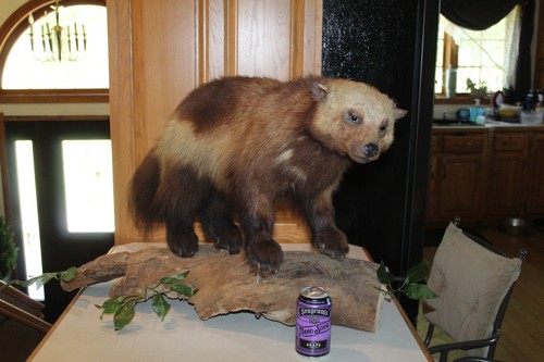 Unusual oddity alaskan - unusual,