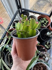 Christmas Cactus Fuchsia Pink