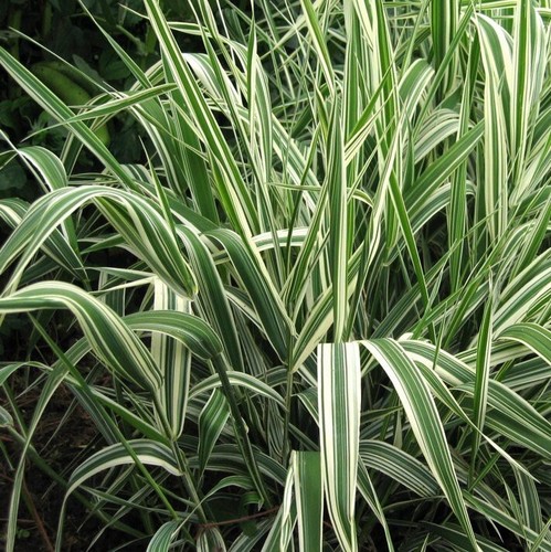 Ribbon grass striking - grass,