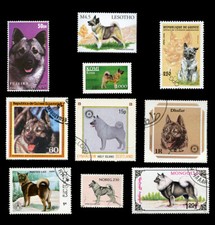 ELKHOUND ELK HOUND NORWEGAN