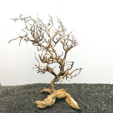 Driftwood tree aquarium - driftwood,