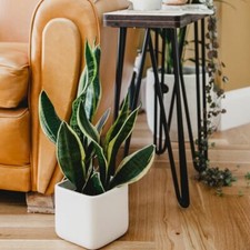 Mother in Laws Tongue