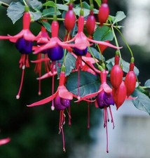 Fuchsia (Magellanica) HARDY - Plant 1.5 Litre Pot - UK SELLER GROW Perennial 