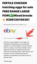 12 x Mixed Breed (tested )