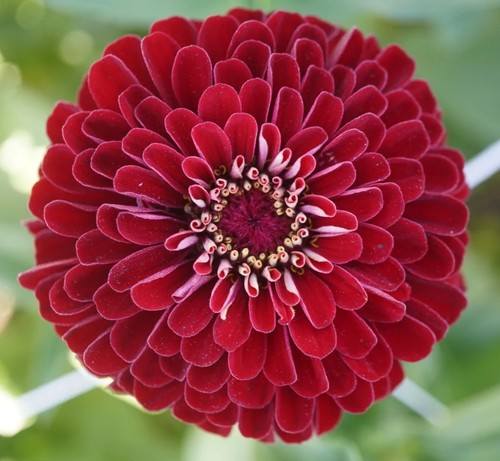 Zinnia seeds super yoga - zinnia,