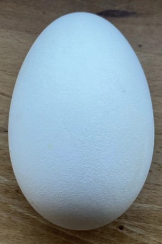 Goose egg - 🪿1,