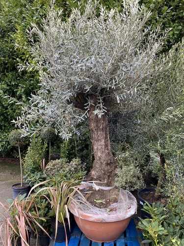 Olive tree olea europea - olive,