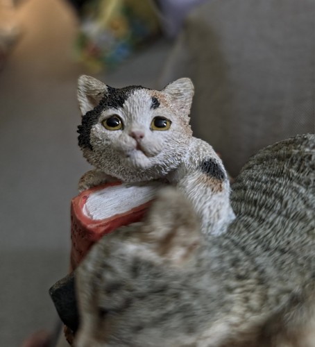 Vintage kittens playing - kittens,