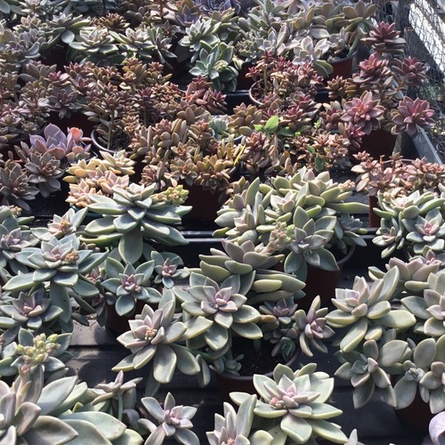 Echeveria blue elf fresh - blue,