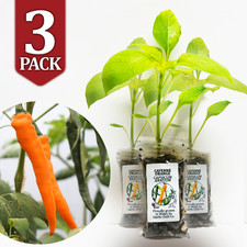 Cayenne Orange x 3 Chilli