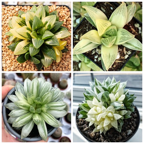10x haworthia variegated - haworthia,